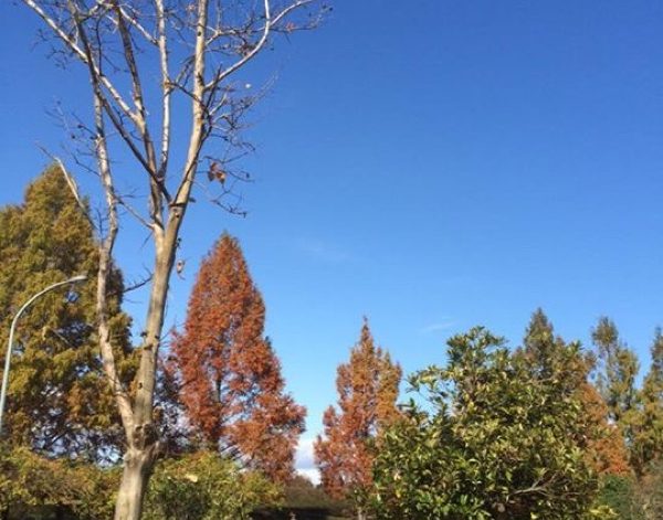 秋の紅葉でのBBQ