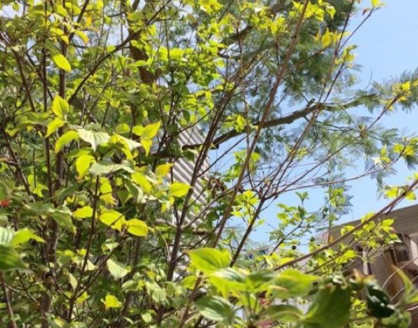 桜から新緑の季節に〜