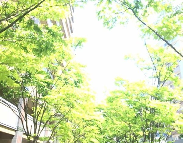 新緑の季節