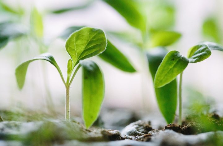 その時に植えた種が育つイメージ✨