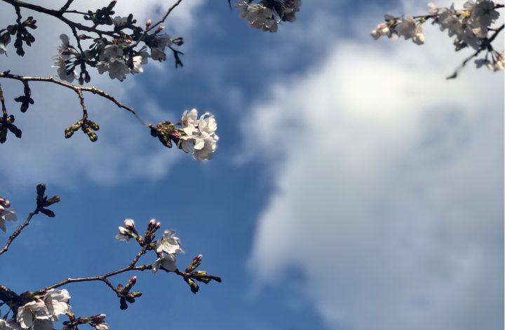 まさかの満開🌸