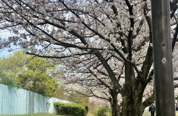 おいしいコーヒーとチョコと桜と🌸