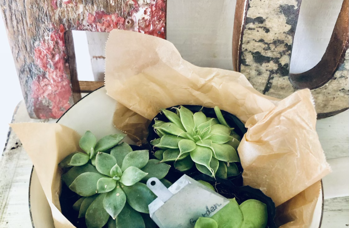 愛しのベランダ＆多肉植物
