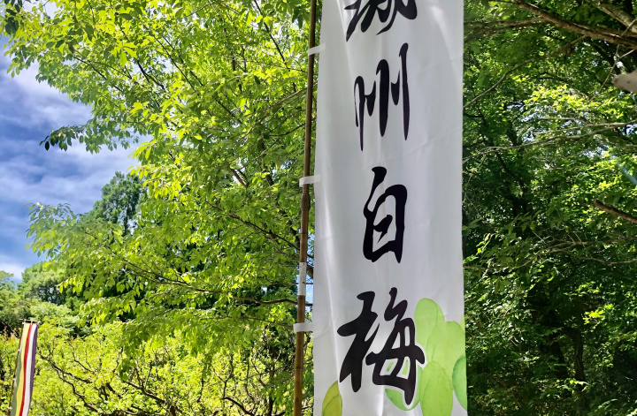 梅狩りに行ってきました。