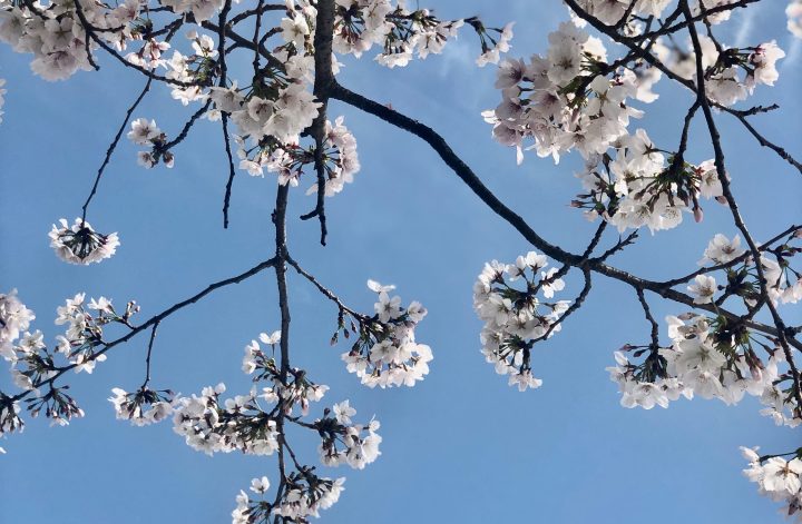 京都お墓まいり🌸