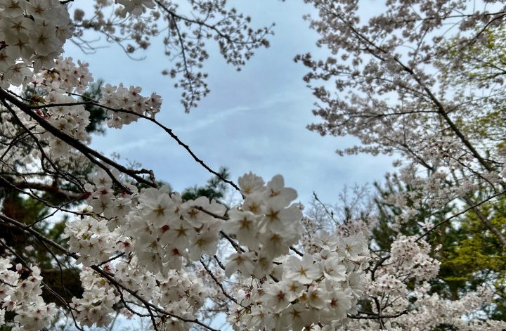 円山公園は桜満開