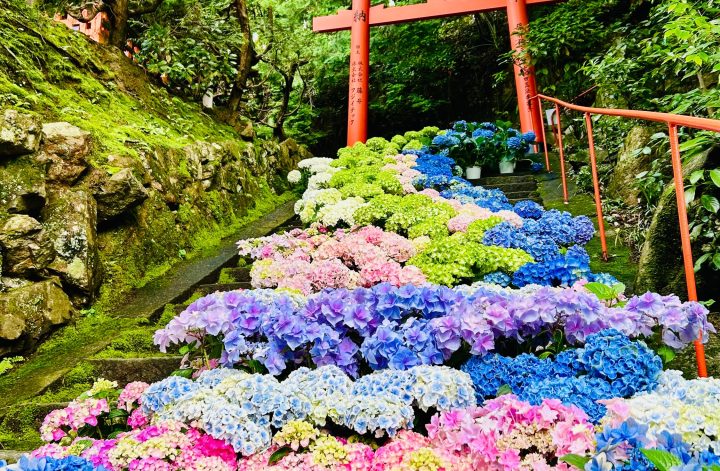 柳谷観音 楊谷寺あじさい