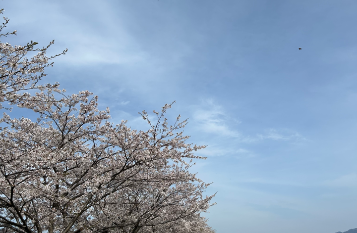滋賀は今が満開🌸