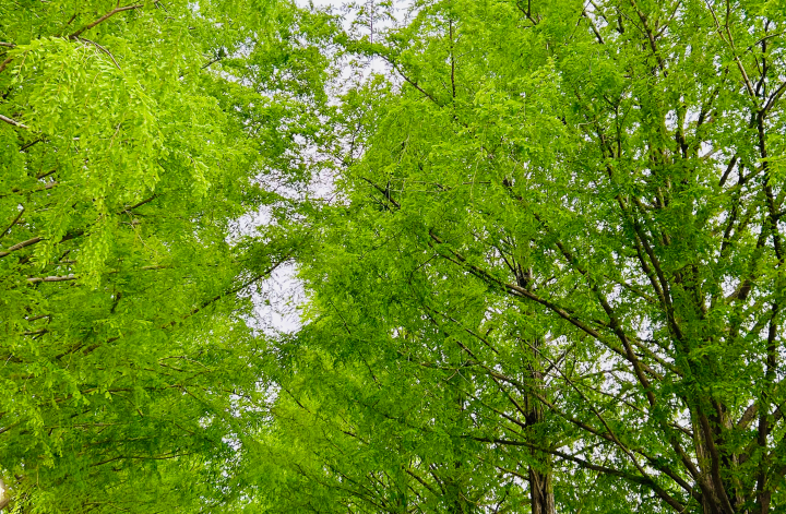 メタセコイア並木🌲