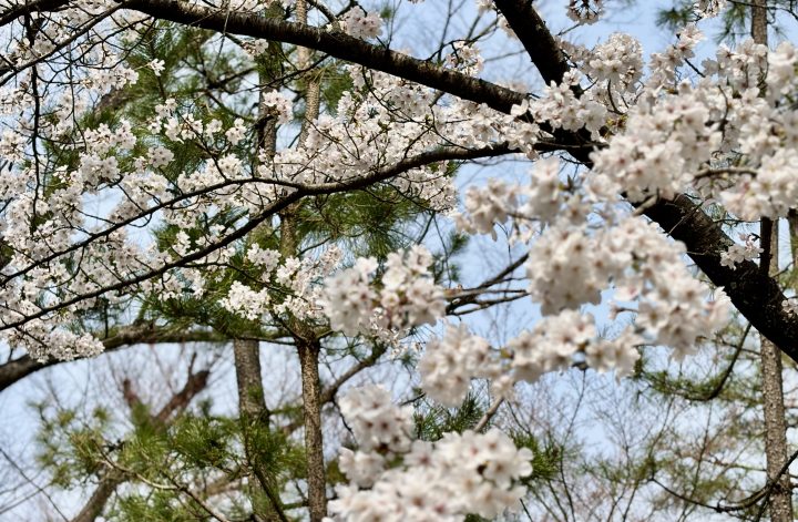 桜 京都お墓参り