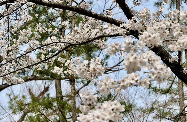 桜🌸京都お墓参り